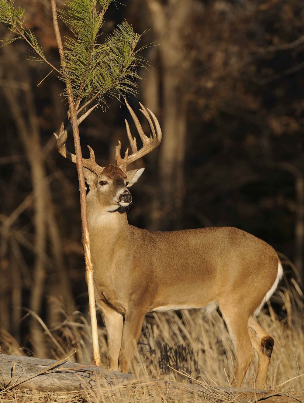 Whitetail Free Range Deer Hunting in Alabama