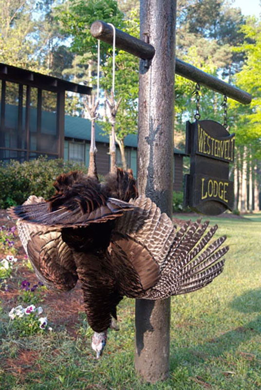 Turkey Hunting in Alabama at Westervelt Lodge