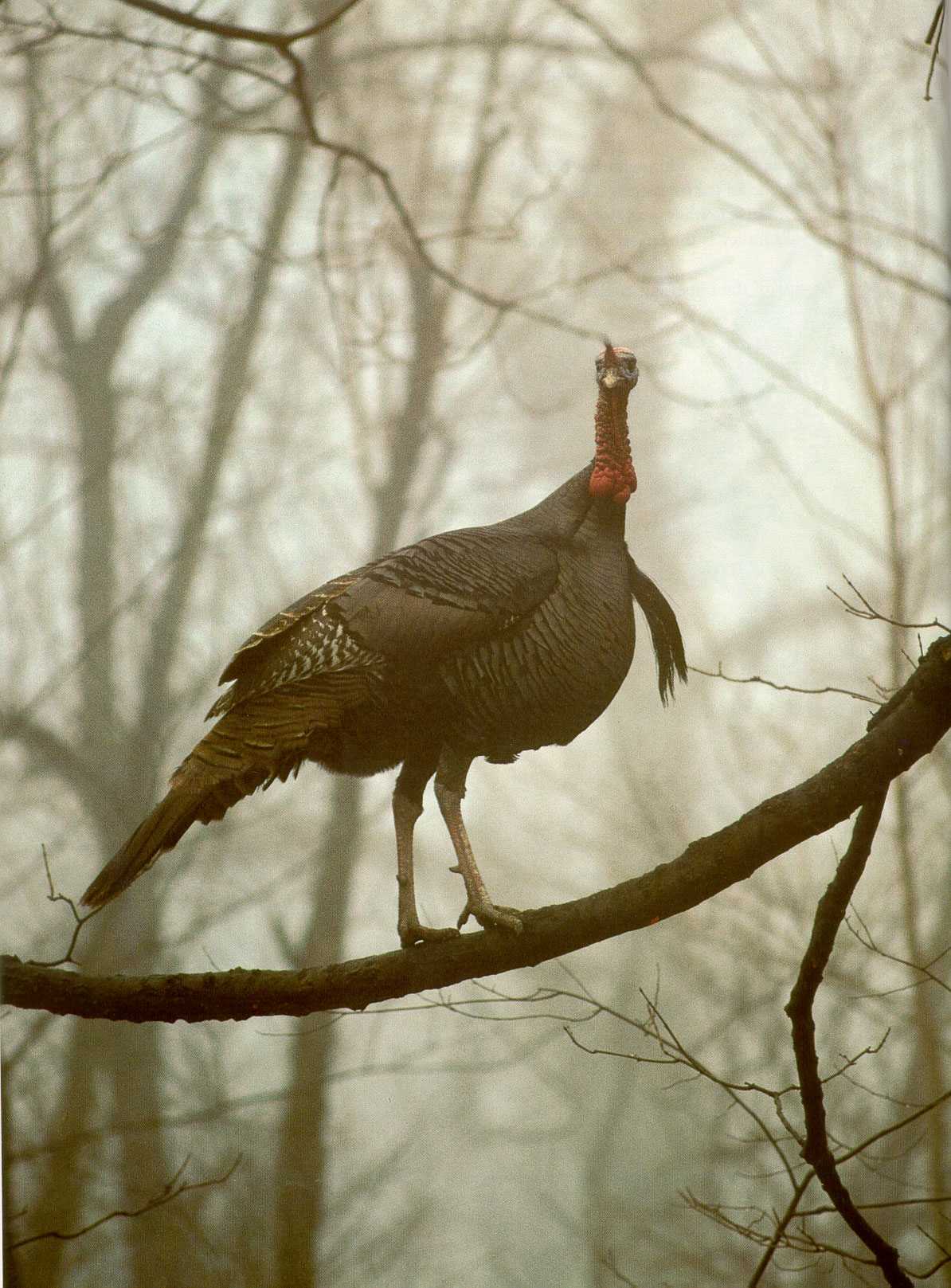 Wild Turkey at Westervelt Lodge